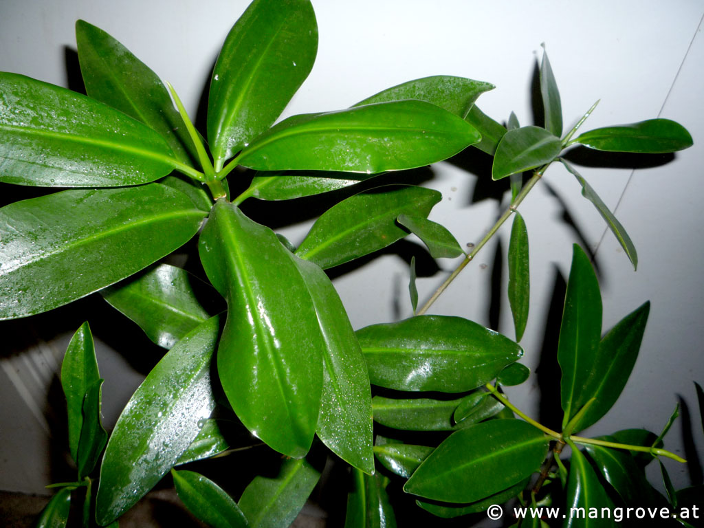 Rhizophora mangle leaves